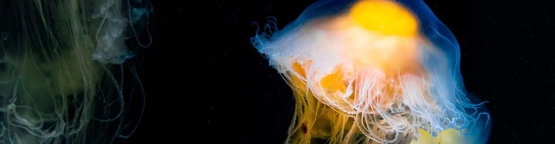 A jellyfish glowing gold and green, trailing long tentacles through black water