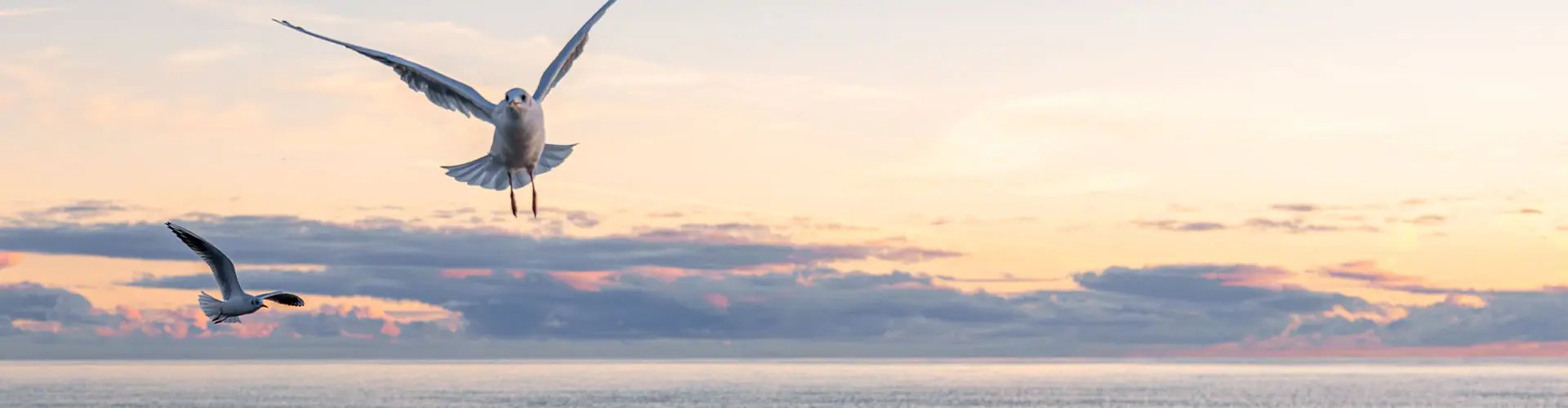 A gull gliding low over pale still water under a soft peach dawn sky