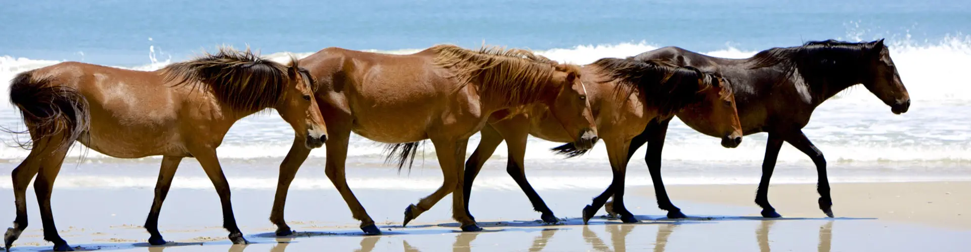 Wild horses walking single file along the tideline of an empty beach