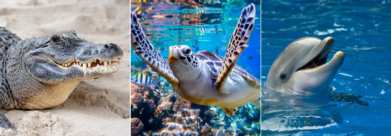 Three wildlife shots side by side: an alligator on sand, a green sea turtle underwater and a dolphin breaking the surface
