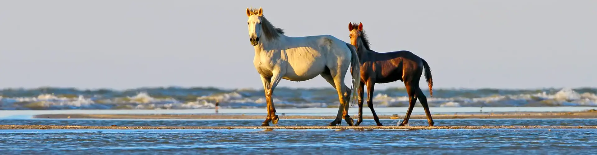 A mare and a foal walking the wet sand at the edge of the surf