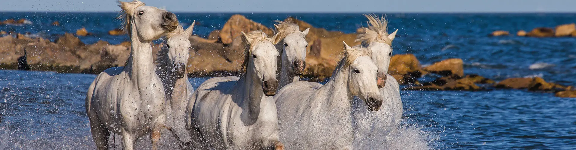 Four white horses galloping through shallow water, throwing up spray