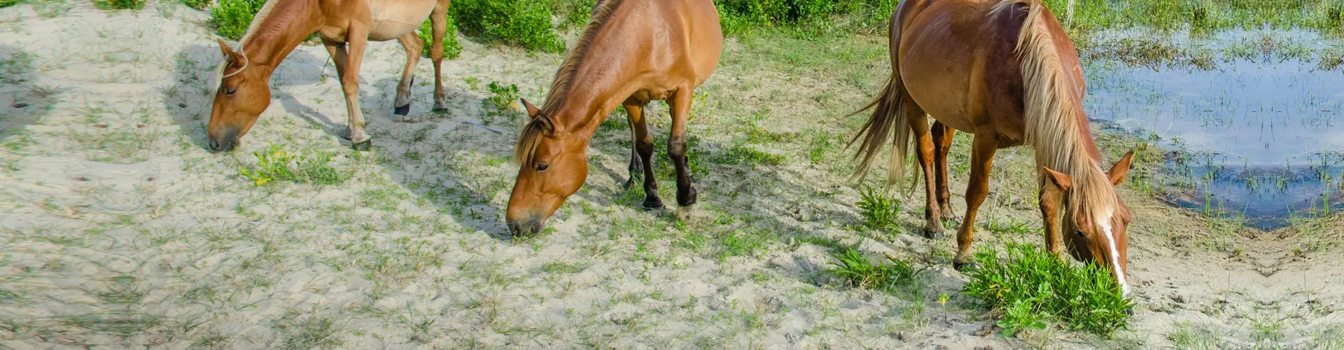 Three wild horses grazing on grass between the dunes